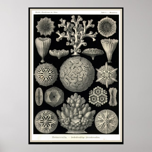 Poster Ernst Haeckel - Kuntsformen der Nature - Tafel 9 (Frente)