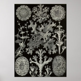 Poster Ernst Haeckel - Lichenes