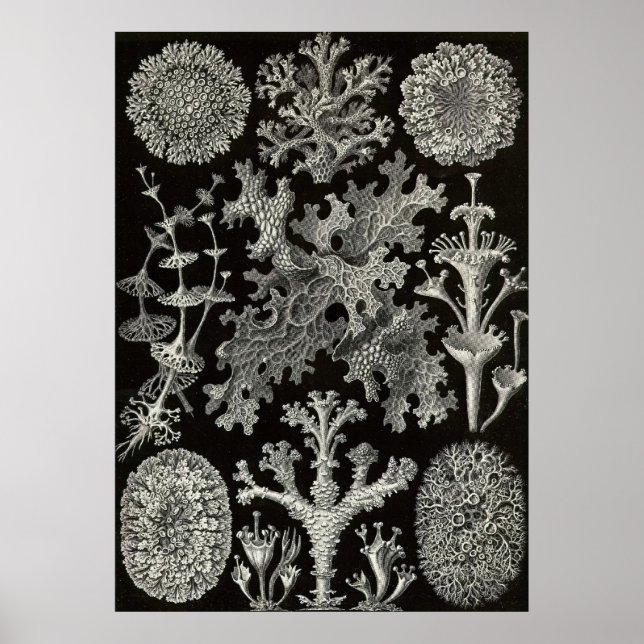 Poster Ernst Haeckel - Lichenes (Frente)