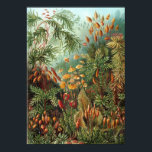 Póster Ernst Haeckel - Muscinae<br><div class="desc">Ernst Haeckel - Muscinae</div>