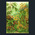 Póster Ernst Haeckel - Muscinae<br><div class="desc">Ernst Haeckel - Muscinae</div>