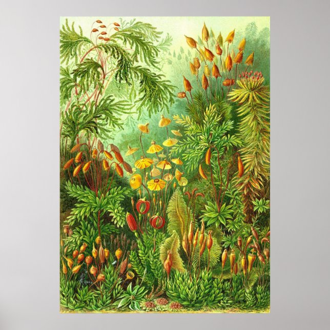 Póster Ernst Haeckel - Muscinae (Frente)