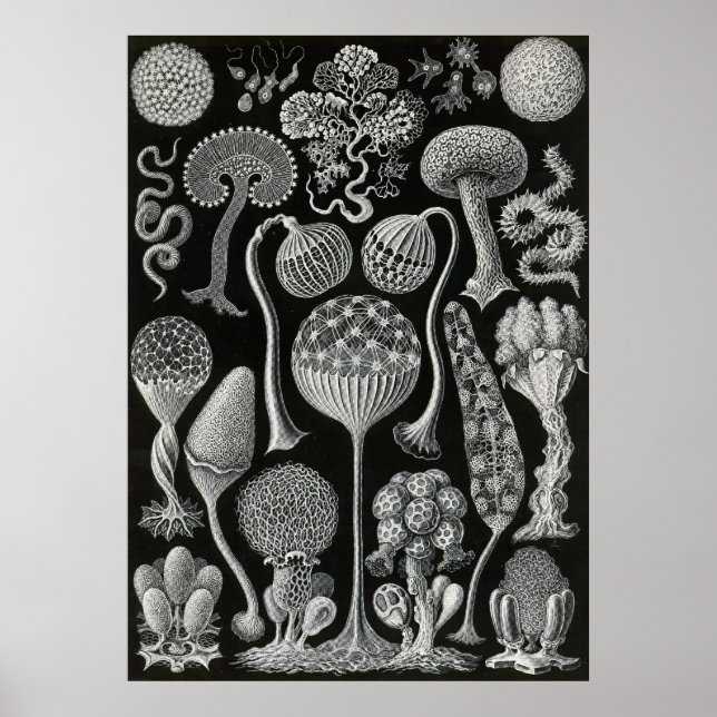 Poster Ernst Haeckel - Mycetozoa (Frente)