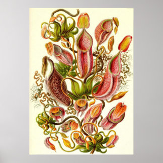 Póster Ernst Haeckel - Nepenthaceae