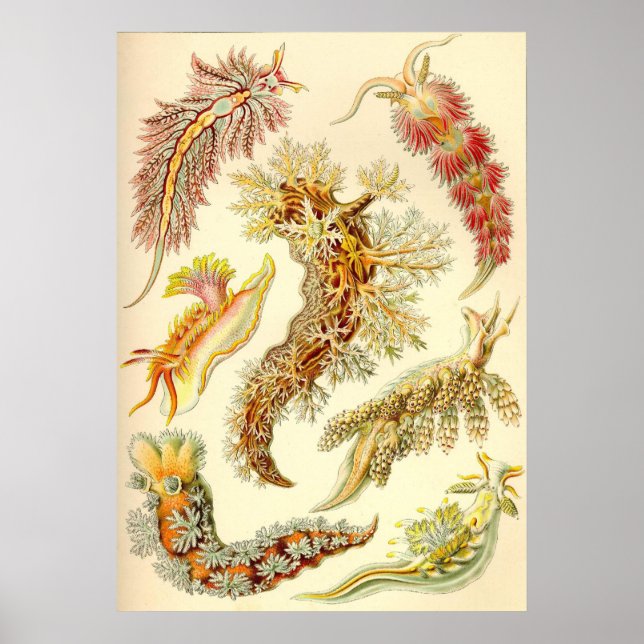 Póster Ernst Haeckel - Nudibranchia (Frente)