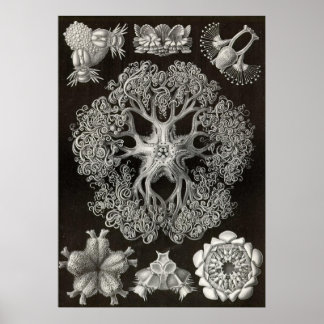 Póster Ernst Haeckel - Ophiodea2