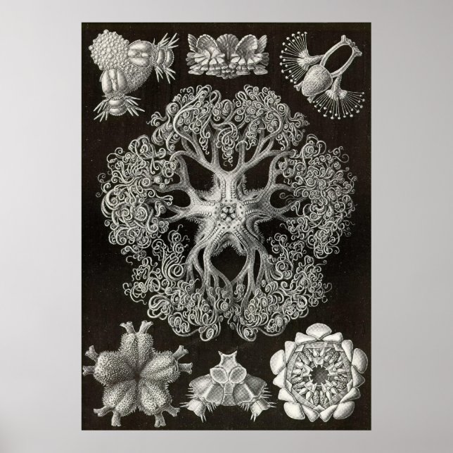 Póster Ernst Haeckel - Ophiodea2 (Frente)