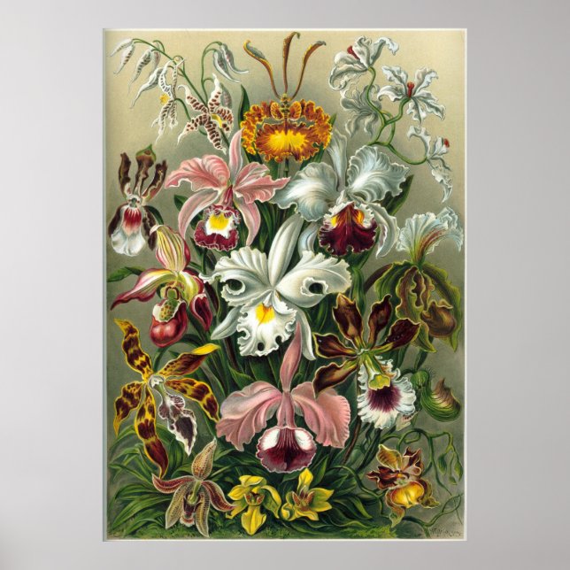 Póster Ernst Haeckel Orchidae (Frente)