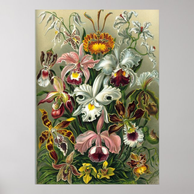 Poster Ernst Haeckel - Orchidae (Frente)