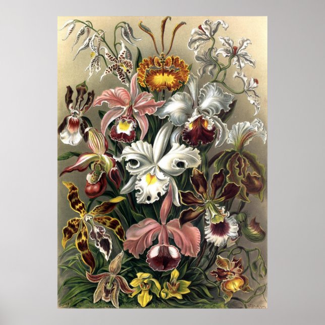 Poster Ernst Haeckel - Orchideae (Frente)