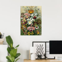 Ernst Haeckel Orquídeas, Flores Vintage da Florest
