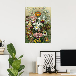 Póster Ernst Haeckel Orquídeas, Flores Vintage da Florest