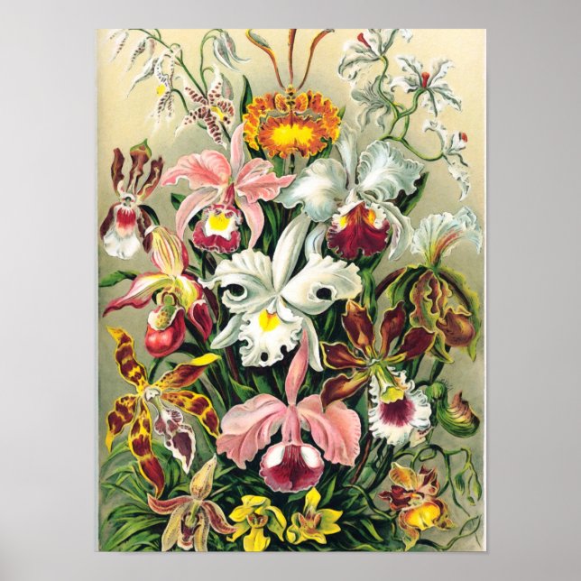 Poster Ernst Haeckel - Orquídeos (Frente)
