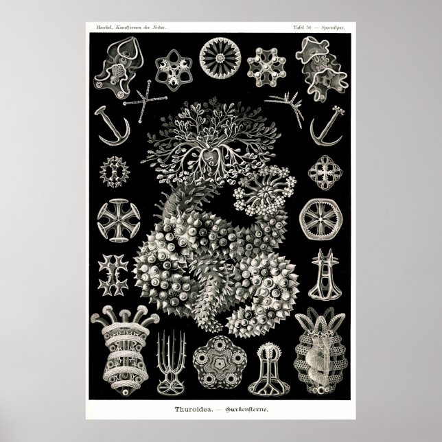 Póster Ernst Haeckel Pepinos Do Mar Da Thuroidea (Frente)