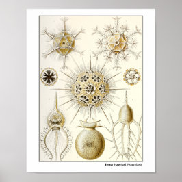 Póster Ernst Haeckel Phaeodaria