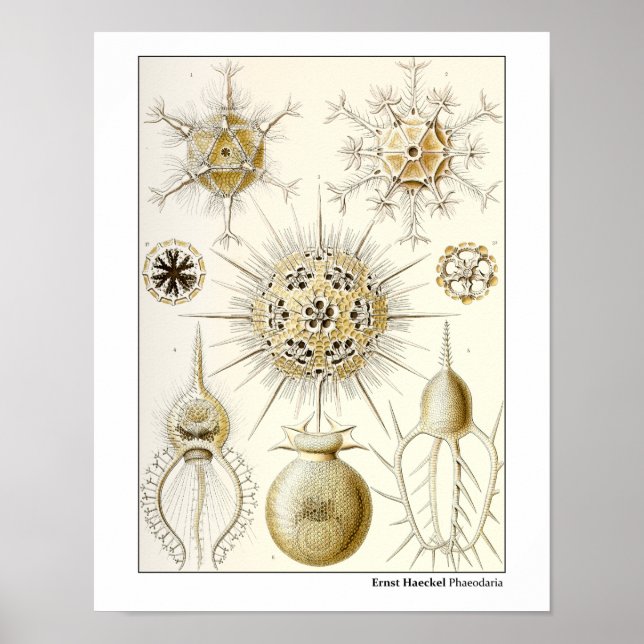 Póster Ernst Haeckel Phaeodaria (Frente)