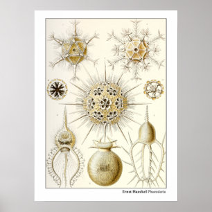 Póster Ernst Haeckel Phaeodaria