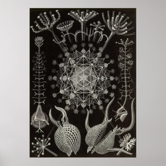 Póster Ernst Haeckel - Phaeodaria2
