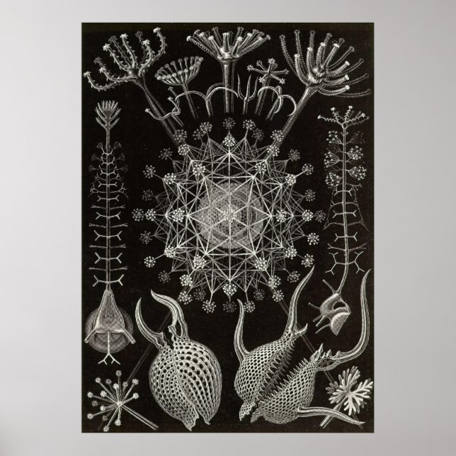 Póster Ernst Haeckel - Phaeodaria2 (Frente)