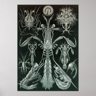 Póster Ernst Haeckel - Platodes