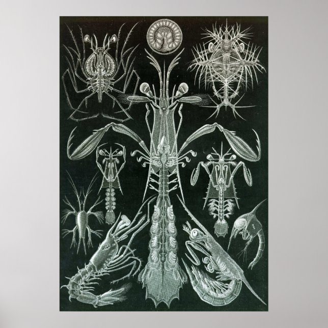 Póster Ernst Haeckel - Platodes (Frente)