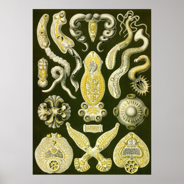 Póster Ernst Haeckel - Platodes (Frente)