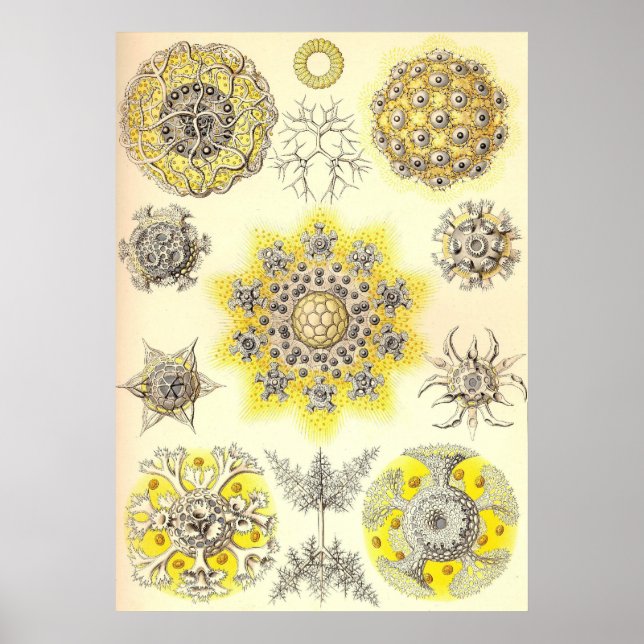 Póster Ernst Haeckel - Polycyttaria (Frente)