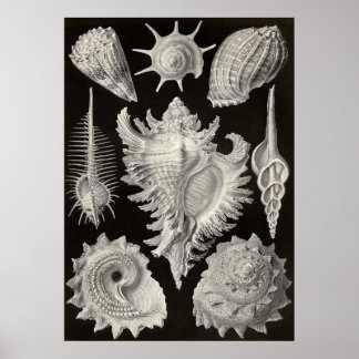 Poster Ernst Haeckel - Prosobranchia
