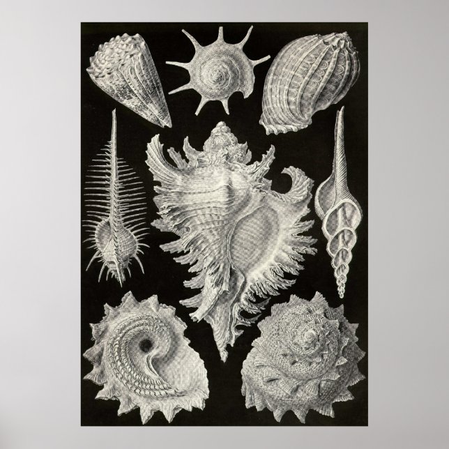 Poster Ernst Haeckel - Prosobranchia (Frente)