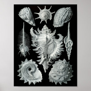 Poster Ernst Haeckel Prosobranchia Greve a Preto e Branco