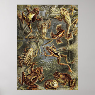 Poster Ernst Haeckel - Sapos Batrachia