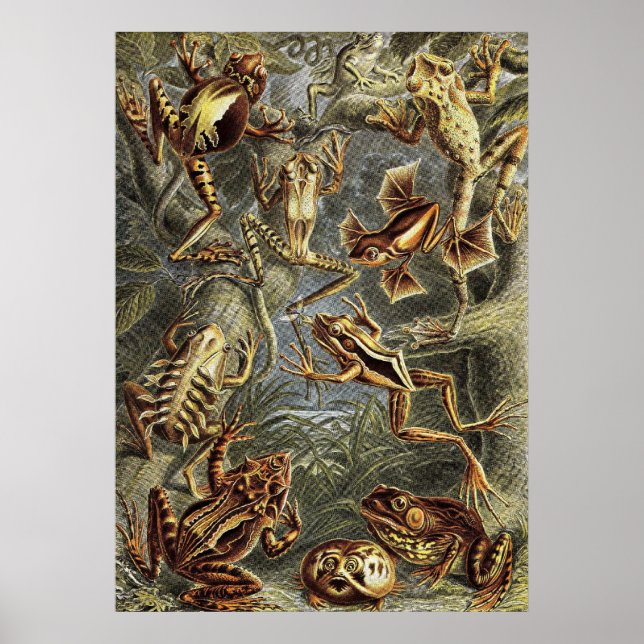 Poster Ernst Haeckel - Sapos Batrachia (Frente)