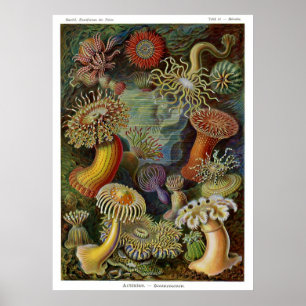Poster Ernst Haeckel Sea Anemones