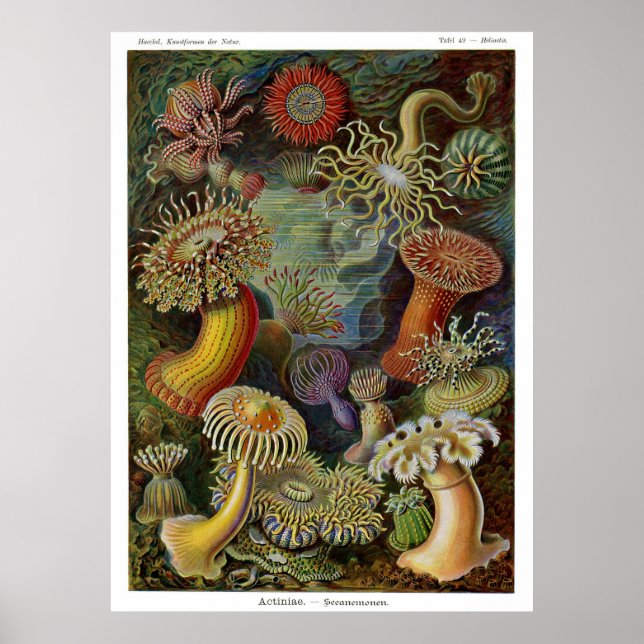 Poster Ernst Haeckel Sea Anemones (Frente)