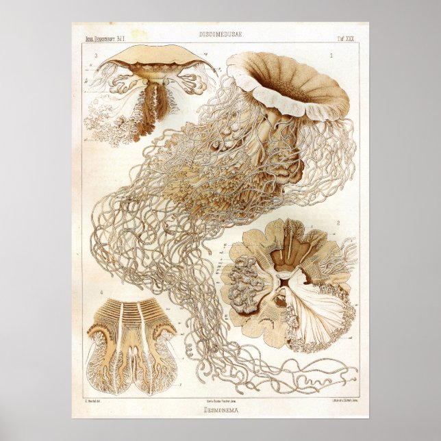 Póster Ernst Haeckel SeaLife Ocean Jellyfish Art Impressã (Frente)