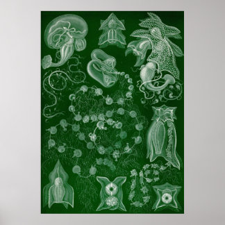 Póster Ernst Haeckel - Siphonphorae6