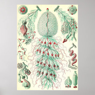 Póster Ernst Haeckel - Siphonphorae 4