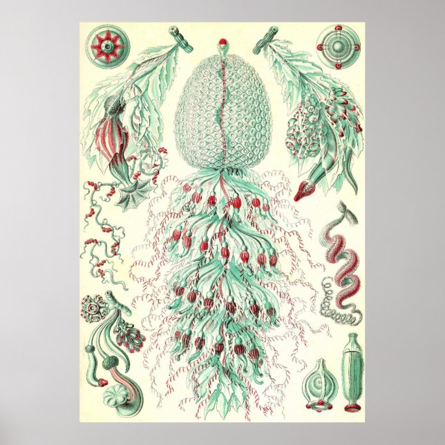 Póster Ernst Haeckel - Siphonphorae 4 (Frente)