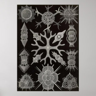 Póster Ernst Haeckel - Spumellaria