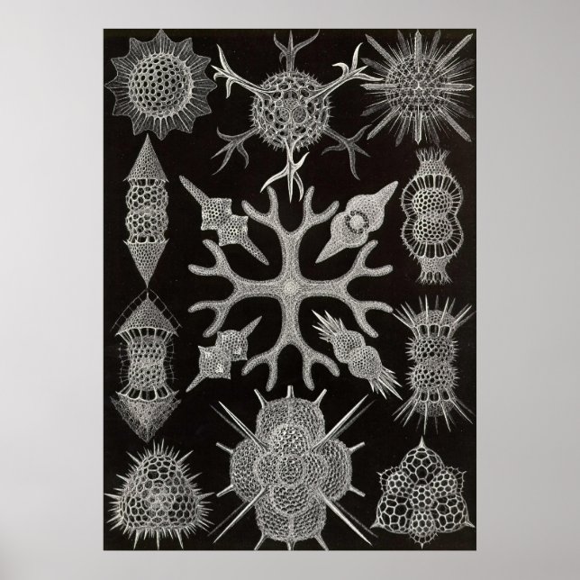 Póster Ernst Haeckel - Spumellaria (Frente)