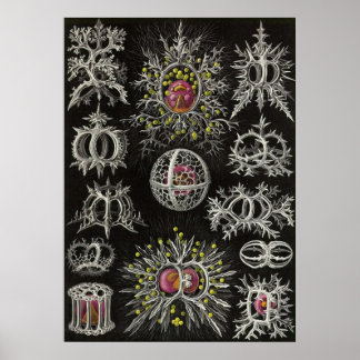 Poster Ernst Haeckel - Stephoidea