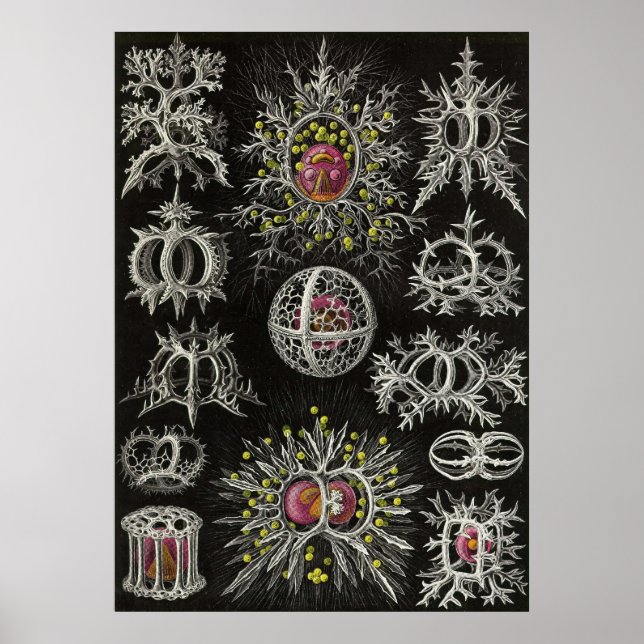 Poster Ernst Haeckel - Stephoidea (Frente)