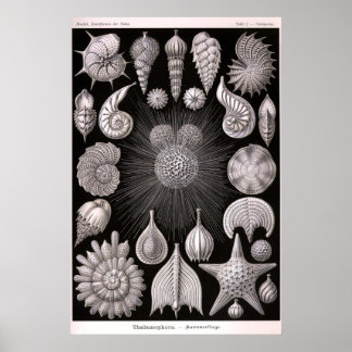 Poster Ernst Haeckel - Thalamophora