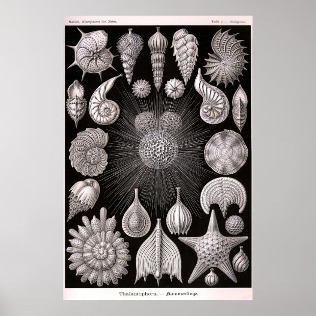 Poster Ernst Haeckel - Thalamophora (Frente)