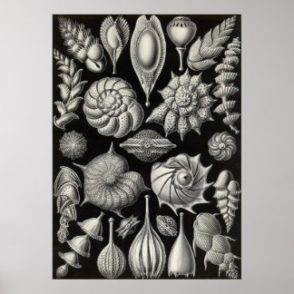 Póster Ernst Haeckel - Thalamophora2