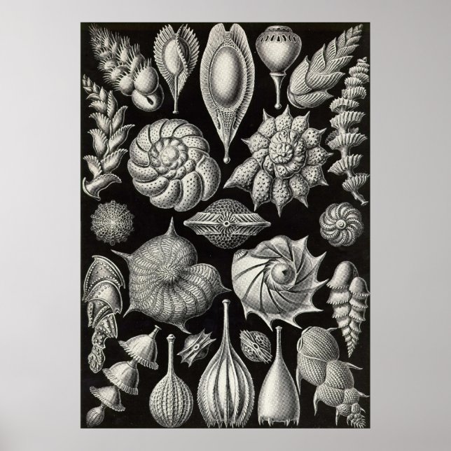 Póster Ernst Haeckel - Thalamophora2 (Frente)