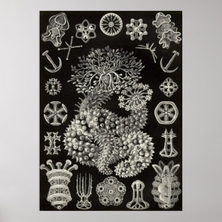 Póster Ernst Haeckel - Thuroidea