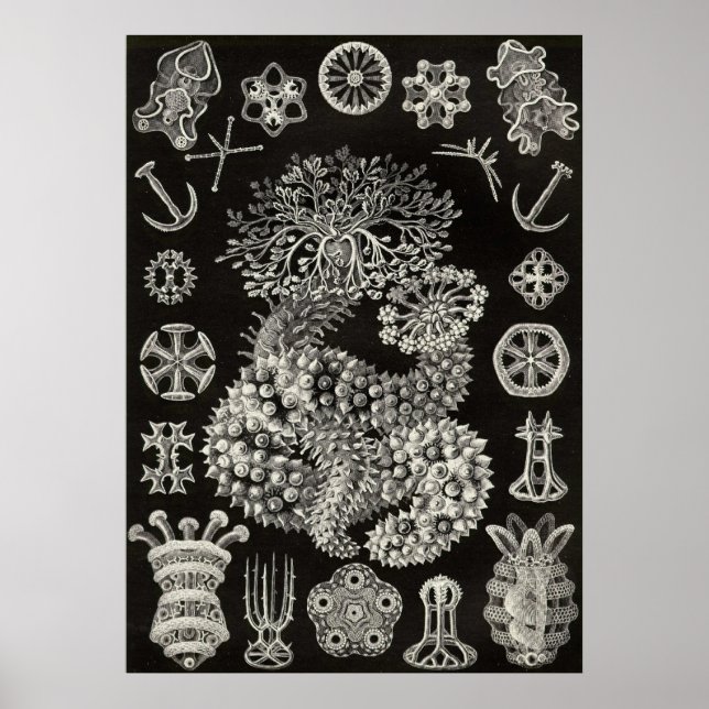 Póster Ernst Haeckel - Thuroidea (Frente)