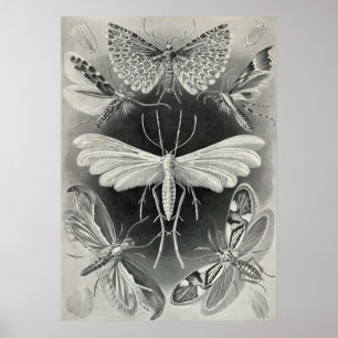 Póster Ernst Haeckel - Tineida