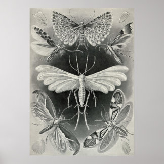 Póster Ernst Haeckel - Tineida
